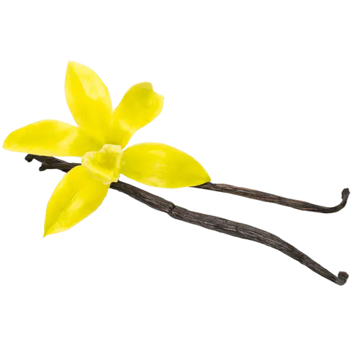 liegende Vanilleschoten mit Blüte