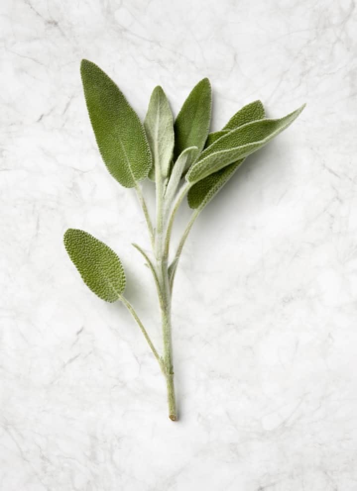Sage — Spice, Use, Plant
