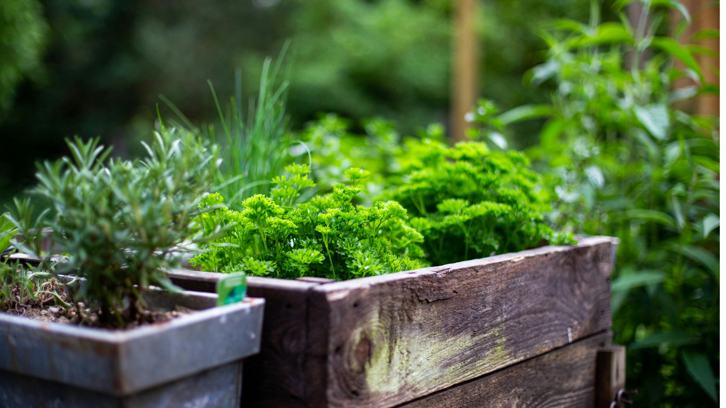 Various fresh herbs in pots