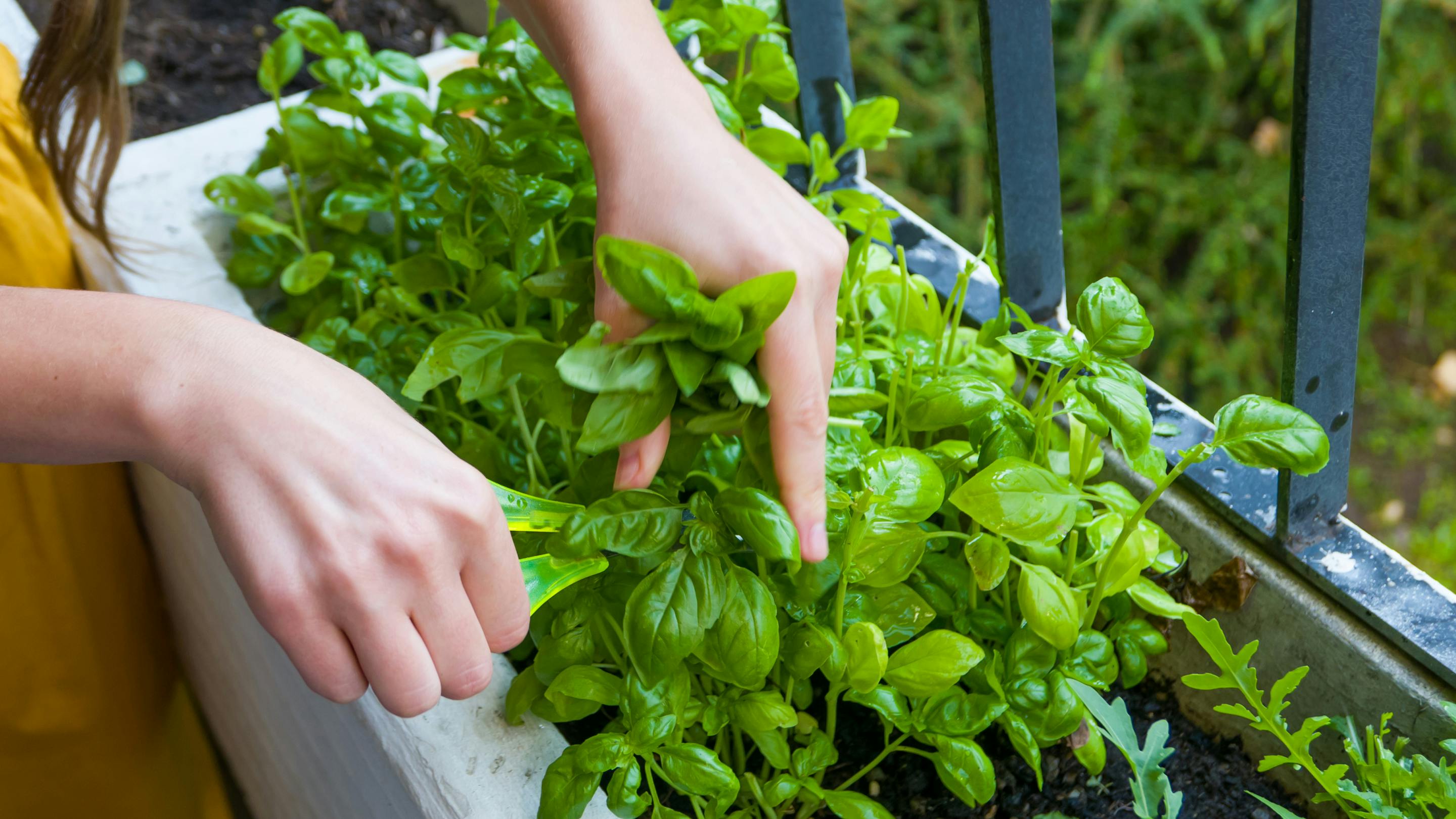 Basil harvest