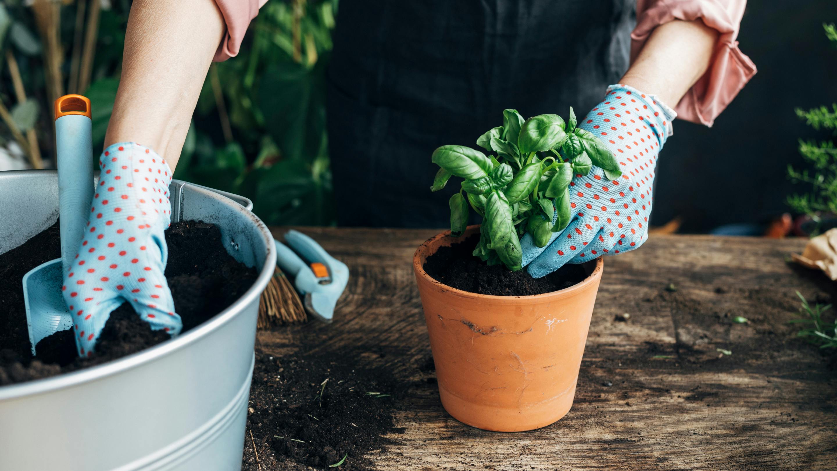 Repotting fresh basil