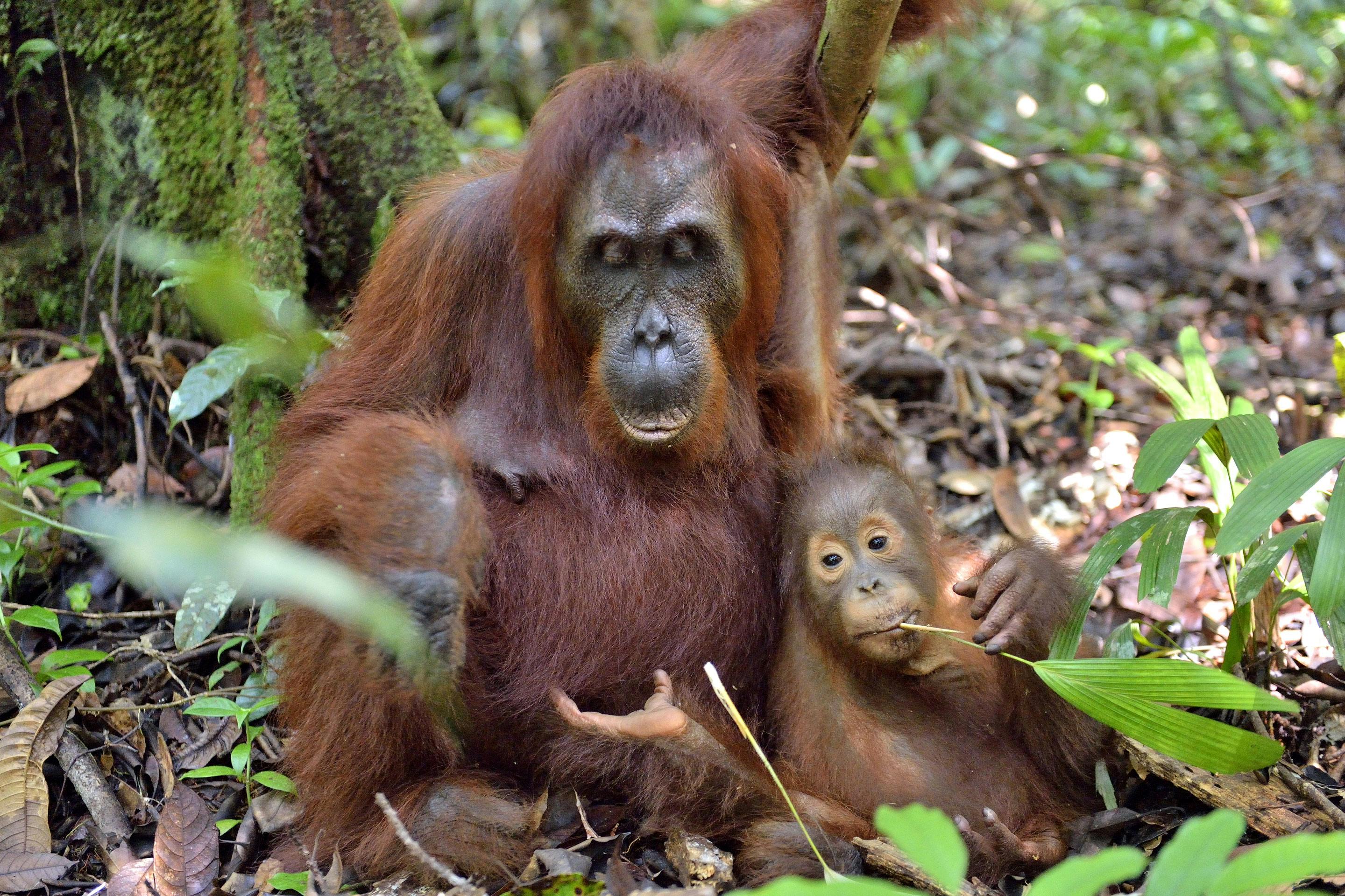 Orang Utan